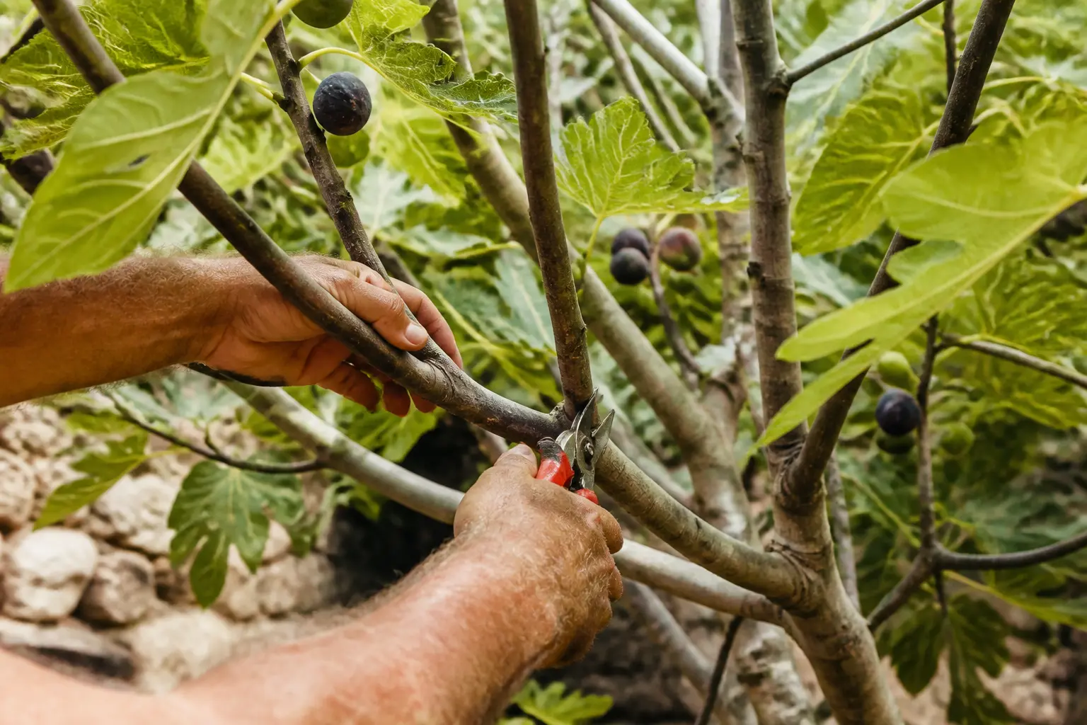 Quand tailler un figuier : mains du jardinier taillant un figuier mature en jardin méditerranéen, branches croisées et figues mûres