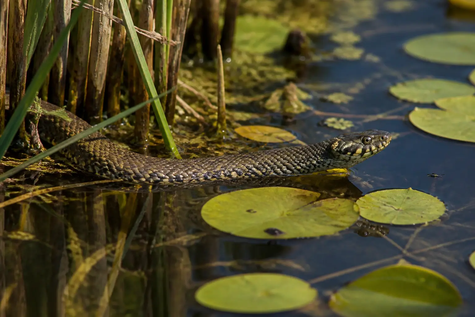 Les couleuvres aquatiques de France : celles qu’on croise près de l’eau