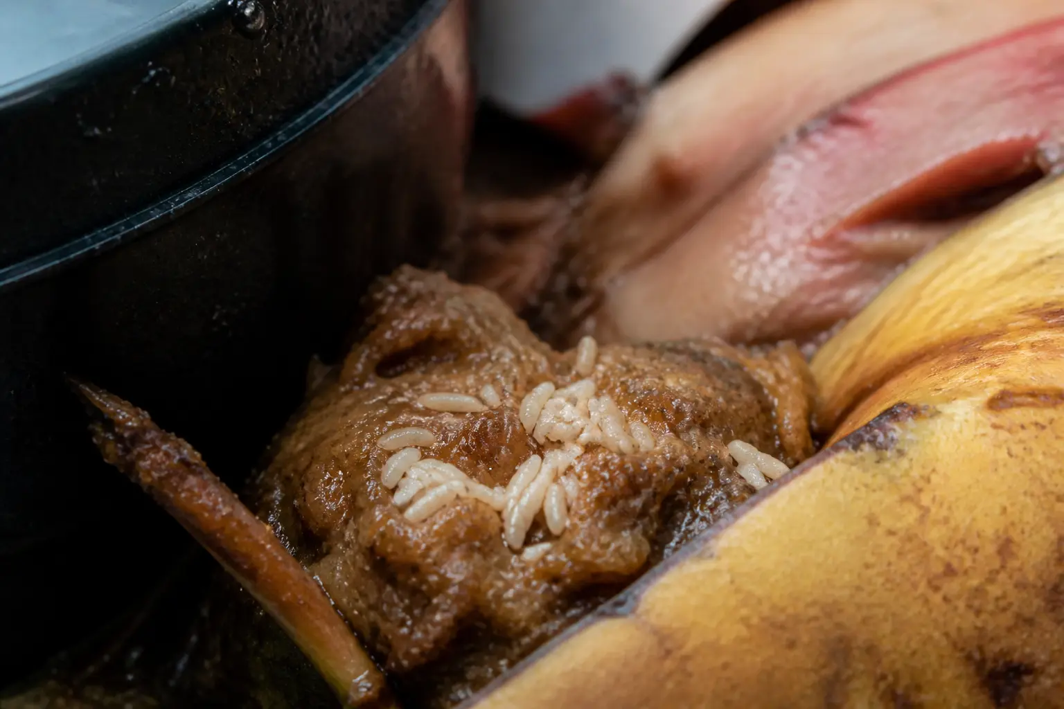 oeuf de mouche sur matière organique humide près d’une poubelle et d’un fruit mûr, scène intérieure réaliste