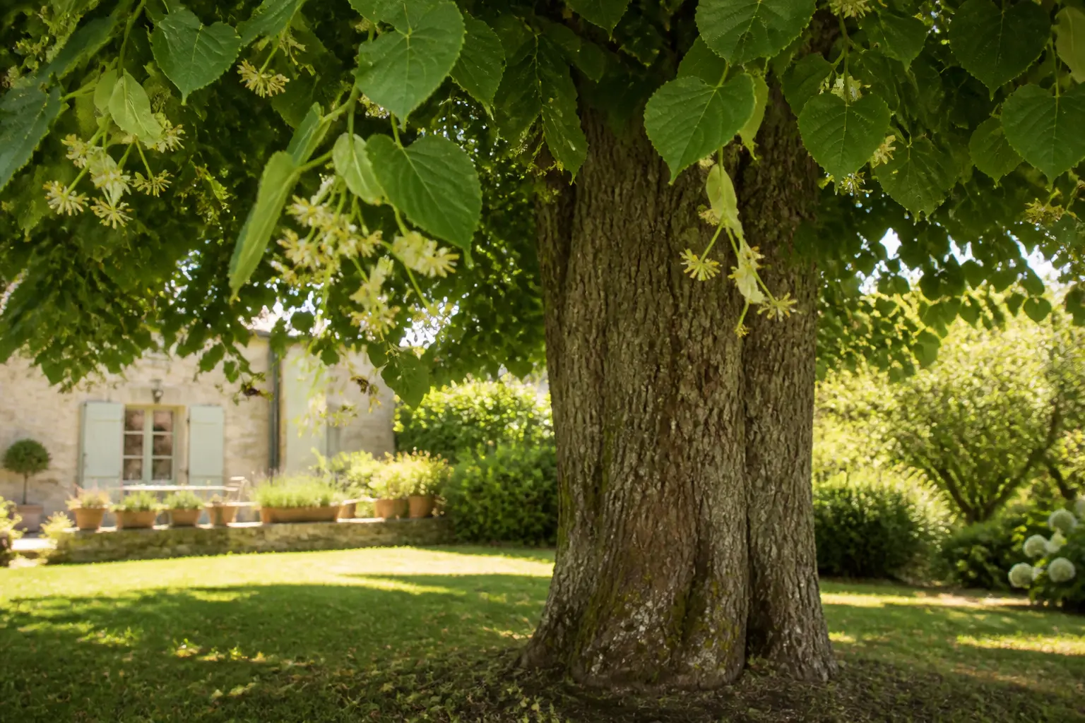 Tilleul mature dans un jardin français, large houppier ombragé, fleurs pâles, tronc massif et feuillage en cœur