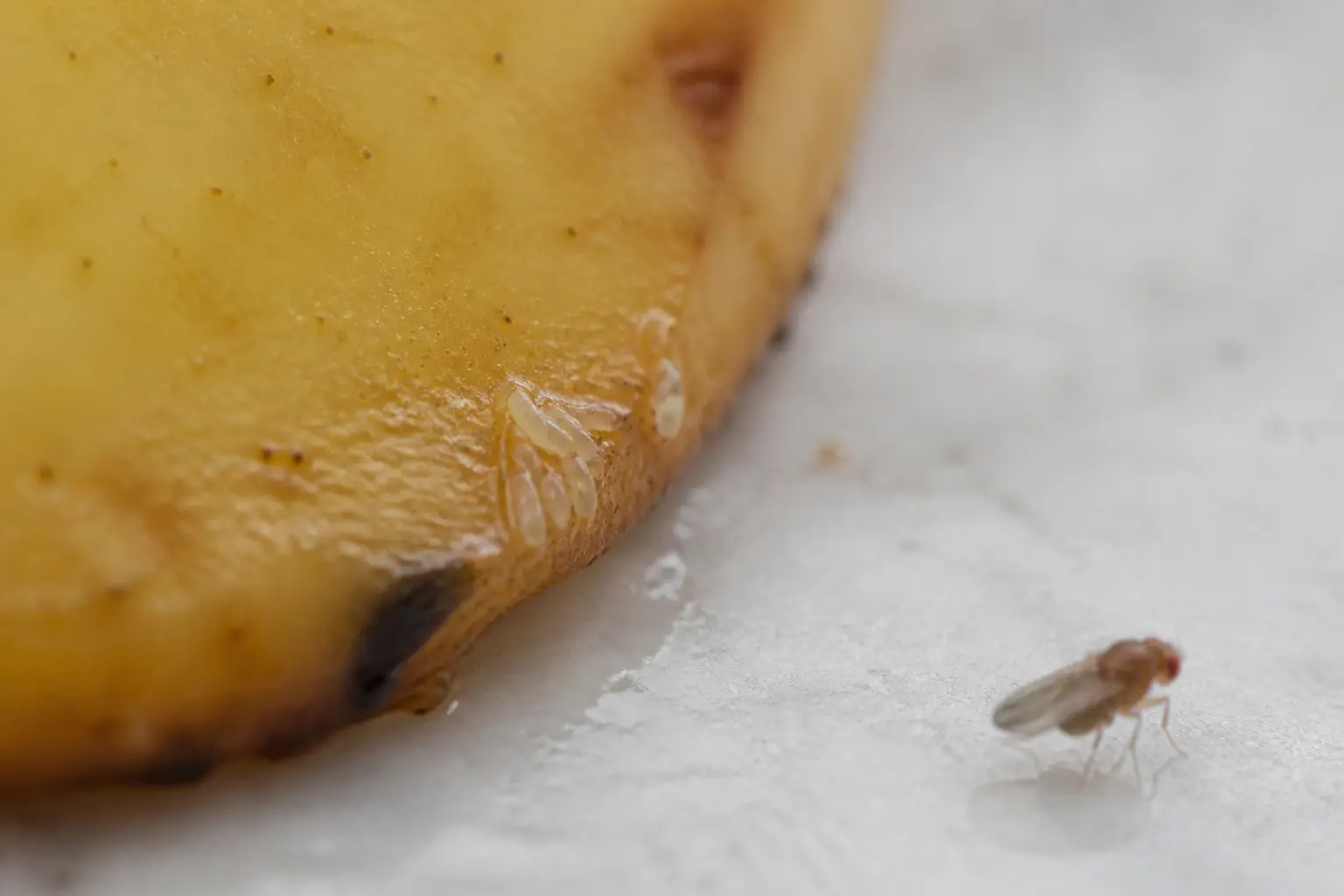 Œuf de mouche : à quoi ça ressemble vraiment ?