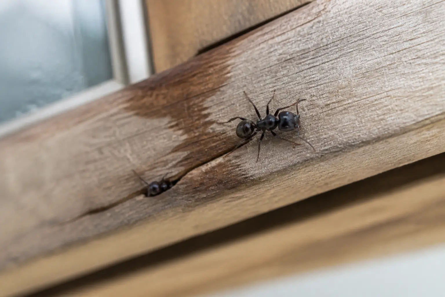 Pourquoi elles choisissent certains bois et certaines maisons