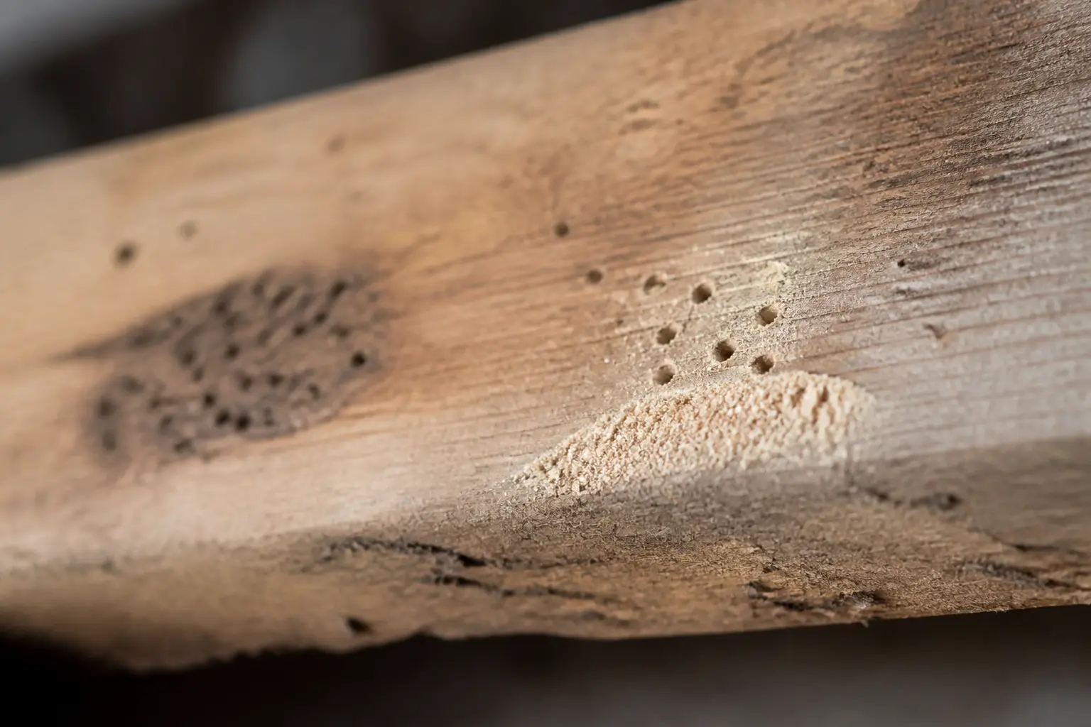 Reconnaître une attaque sans confondre vieux dégâts et infestation active
