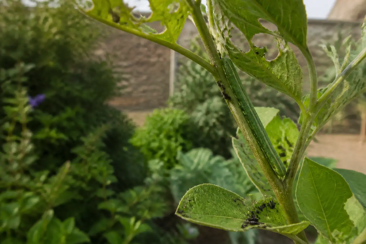 Chenilles vertes sur plante du jardin abîmée, feuilles trouées et petites déjections visibles, fond flou naturel