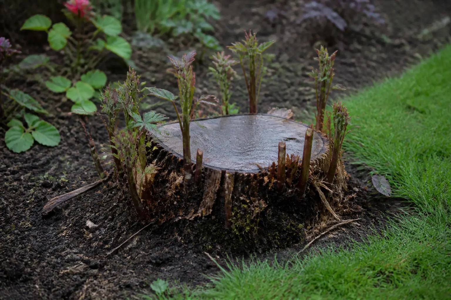 Souche d’arbre fraîche avec rejets dans un jardin, illustrant un destructeur de souche très puissant.