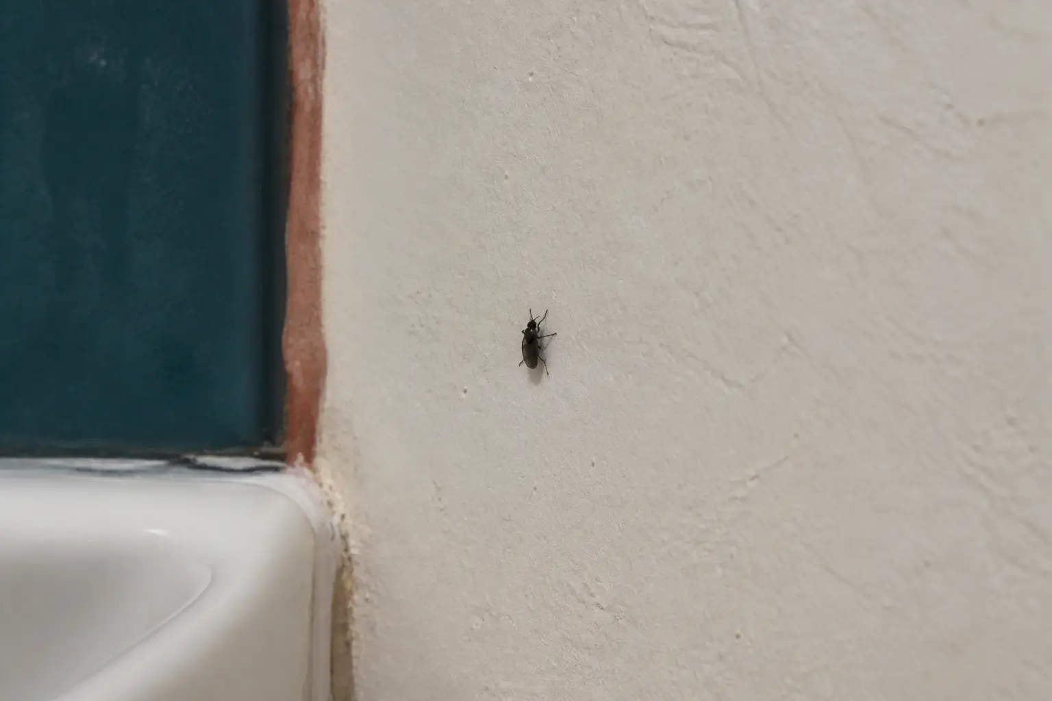 Petit insecte noir maison sur un mur de salle de bain près d’un lavabo, en gros plan réaliste.