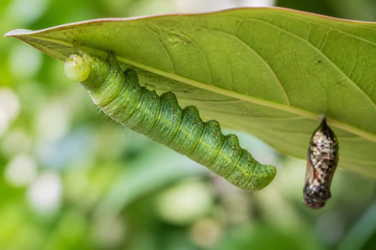 Qu’appelle-t-on vraiment une larve verte au jardin ?