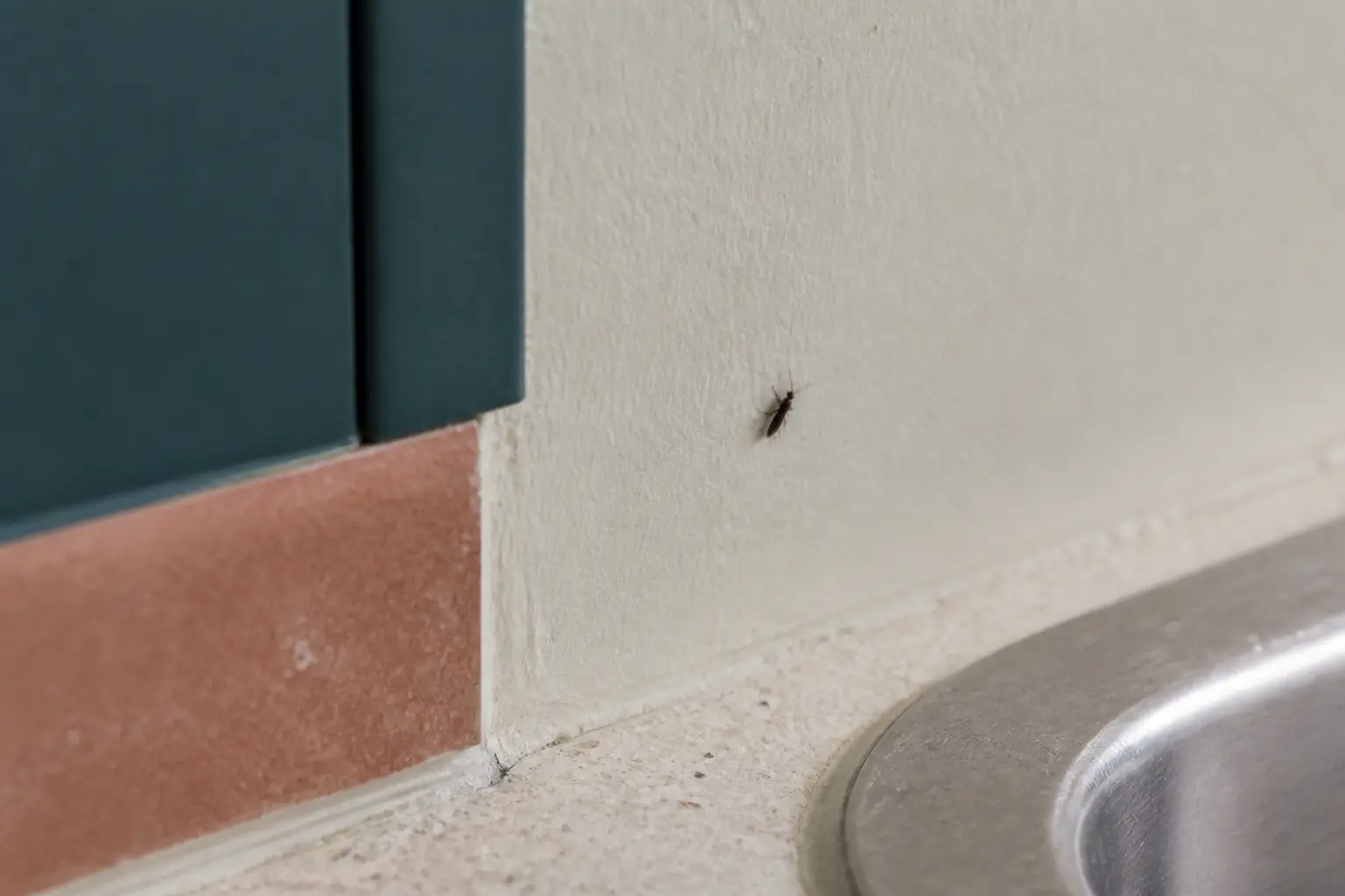 Petit insecte noir maison sur un mur de cuisine près de l’évier, en gros plan réaliste.