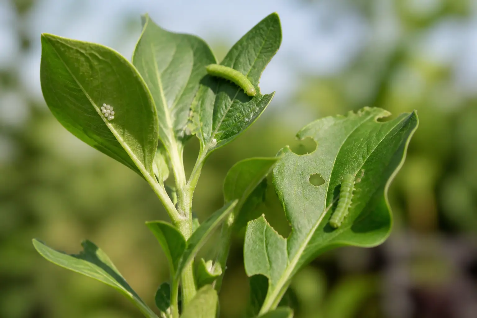 Pourquoi apparaissent-elles sur vos plantes ?